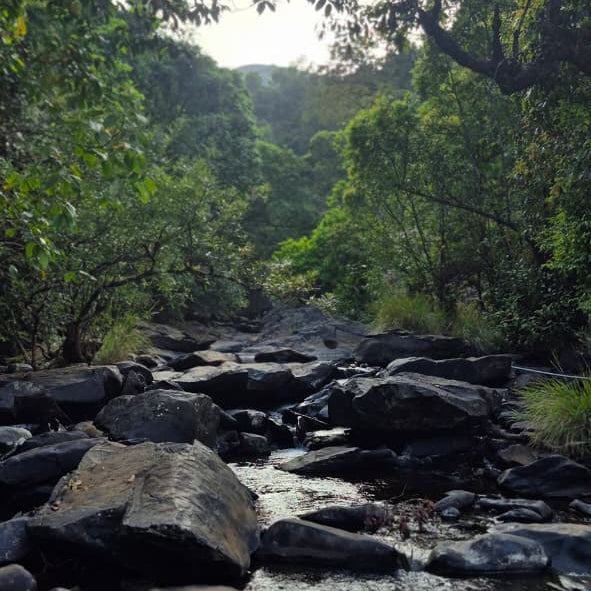 Stream flowing through a forest with large rocks and dense greenery.